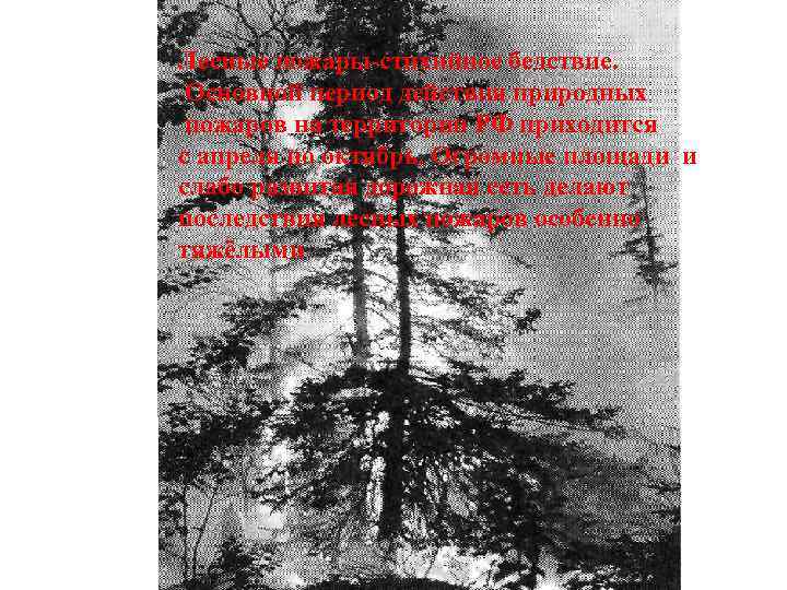 Лесные пожары-стихийное бедствие. Основной период действия природных пожаров на территории РФ приходится с апреля