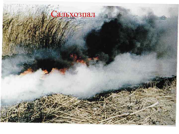 Сальхозпал 