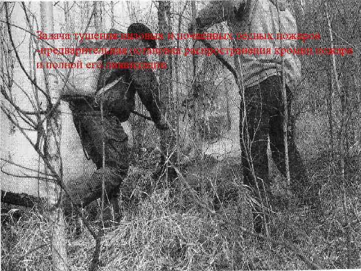 Задача тушения низовых и почвенных лесных пожаров -предварительная остановка распространения кромки пожара и полной