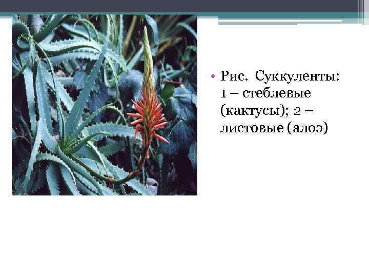  • Рис. Суккуленты: 1 – стеблевые (кактусы); 2 – листовые (алоэ) 