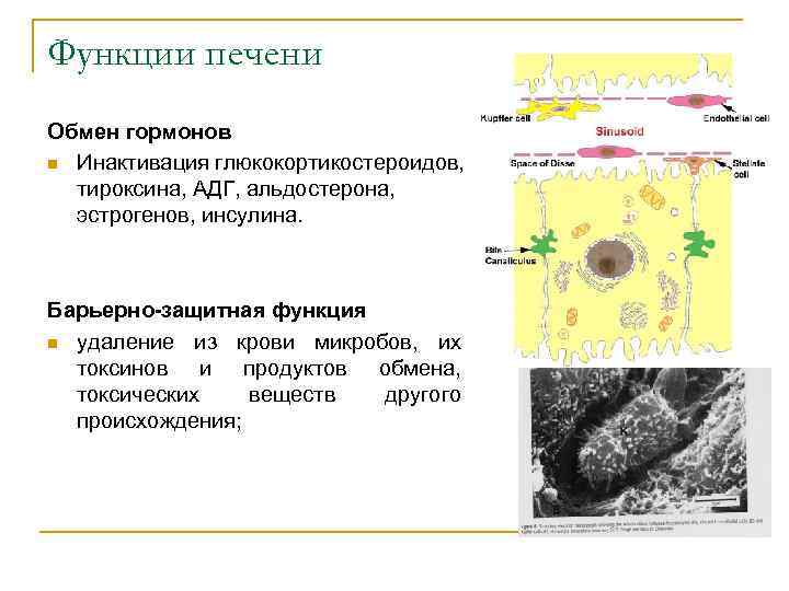 Гормоны печени. Роль печени в обмене гормонов. Гормоны печени и их функции. Роль печени в инактивации стероидных гормонов. Инактивация гормонов печенью.