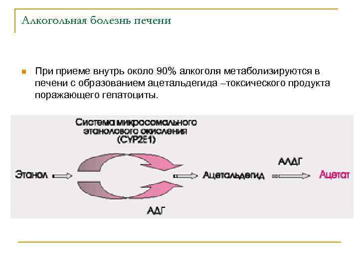Алкогольная болезнь печени n При приеме внутрь около 90% алкоголя метаболизируются в печени с
