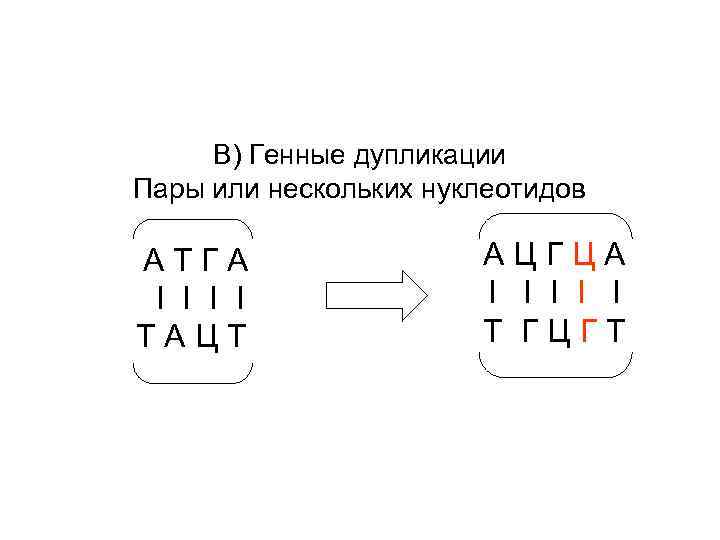 В) Генные дупликации Пары или нескольких нуклеотидов АТГА I I ТАЦТ АЦГЦА I I