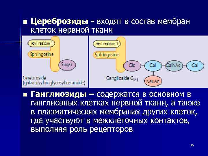 В состав мембраны входят