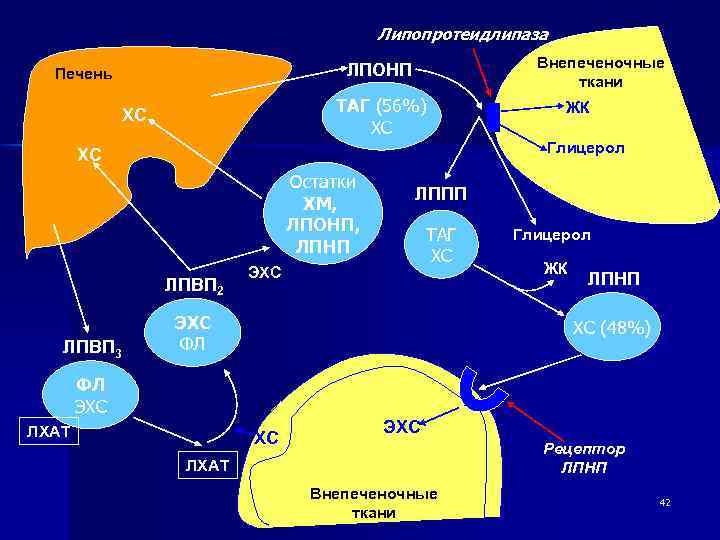 Липопротеины очень низкой плотности что это такое