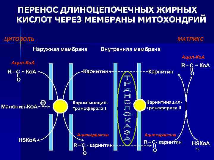 Продукт перен следствие результат порождение чего н. Перенос жирных кислот через мембраны митохондрий. Перенос длинноцепочечных жирных кислот через мембраны митохондрий. Механизм транспорта жирных кислот через мембрану митохондрий.. Механизм переноса жирных кислот через мембрану митохондрий.