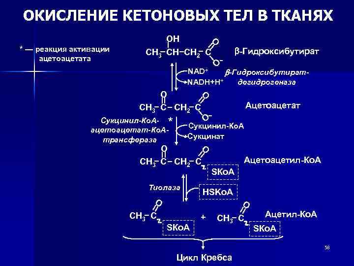 Схема обмена кетоновых тел