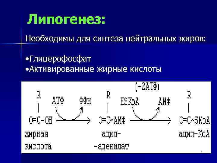 Липогенез