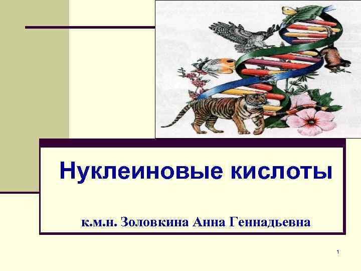 Нуклеиновые кислоты к. м. н. Золовкина Анна Геннадьевна 1 