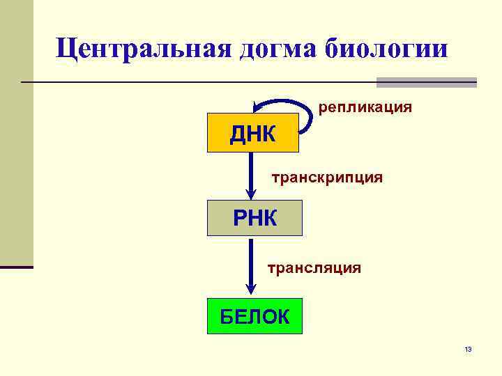 Центральная догма биологии репликация ДНК транскрипция РНК трансляция БЕЛОК 13 