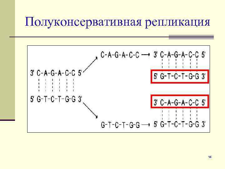 Полуконсервативная репликация 14 
