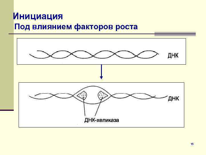 Инициация Под влиянием факторов роста 16 