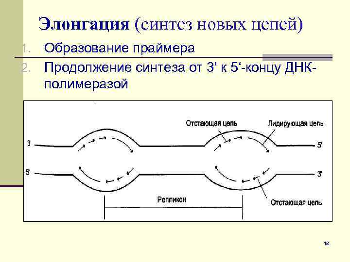 Элонгация днк