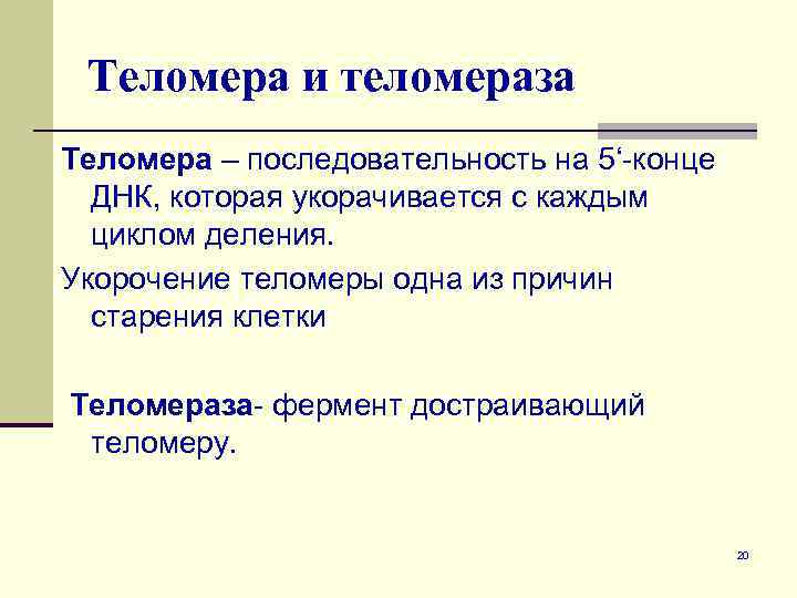 Теломера и теломераза Теломера – последовательность на 5‘-конце ДНК, которая укорачивается с каждым циклом