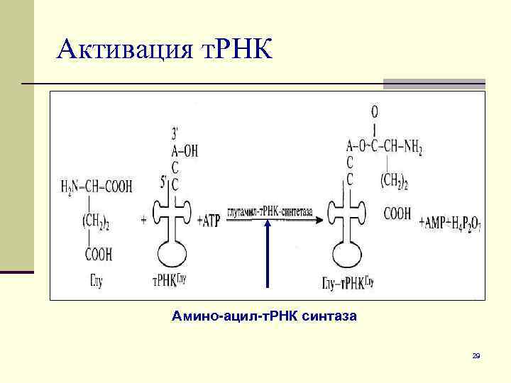 Активация т. РНК Амино-ацил-т. РНК синтаза 29 
