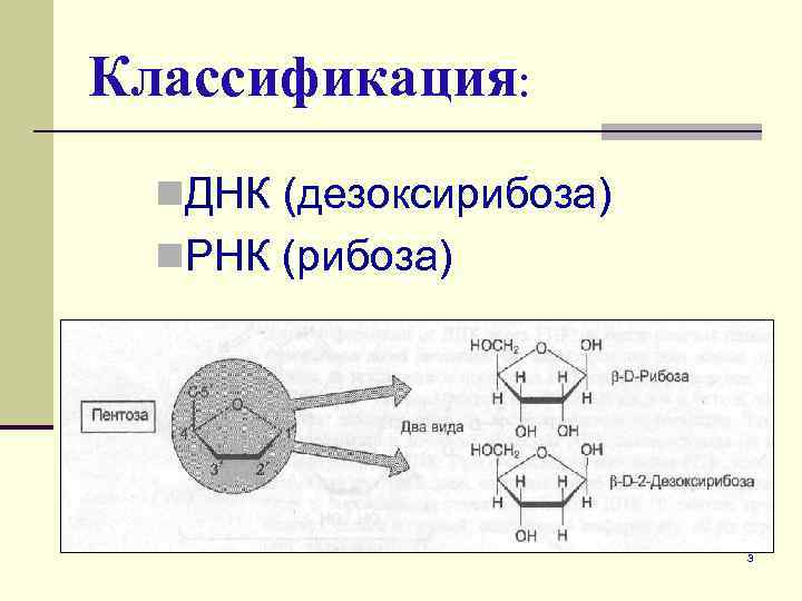 Классификация: n. ДНК (дезоксирибоза) n. РНК (рибоза) 3 