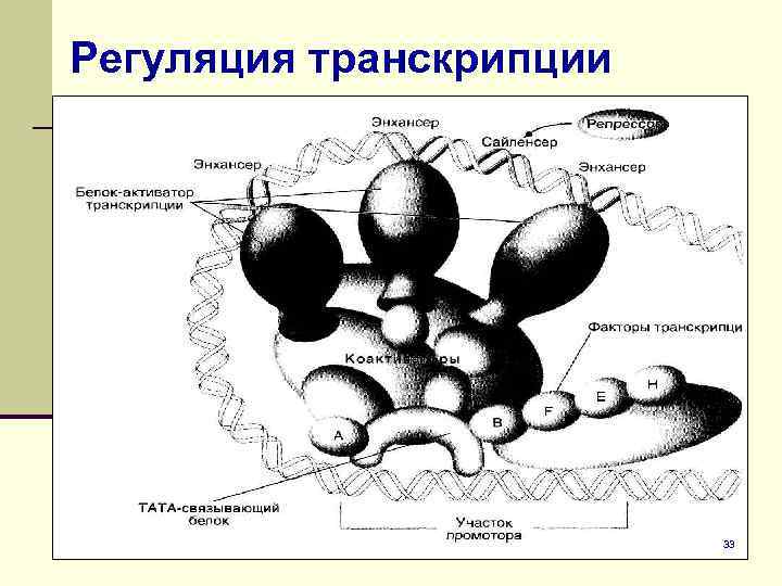 Регуляция транскрипции 33 
