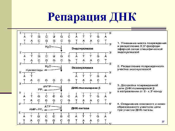 Репарация днк