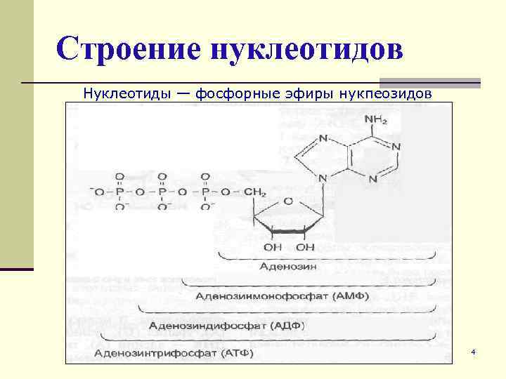 Строение нуклеотидов Нуклеотиды — фосфорные эфиры нукпеозидов 4 