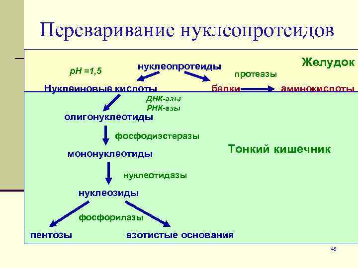 Схема распада нуклеопротеидов