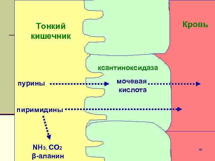 Тонкий кишечник Энтероцит Кровь ксантиноксидаза пурины мочевая кислота пиримидины NH 3, CO 2 β-аланин