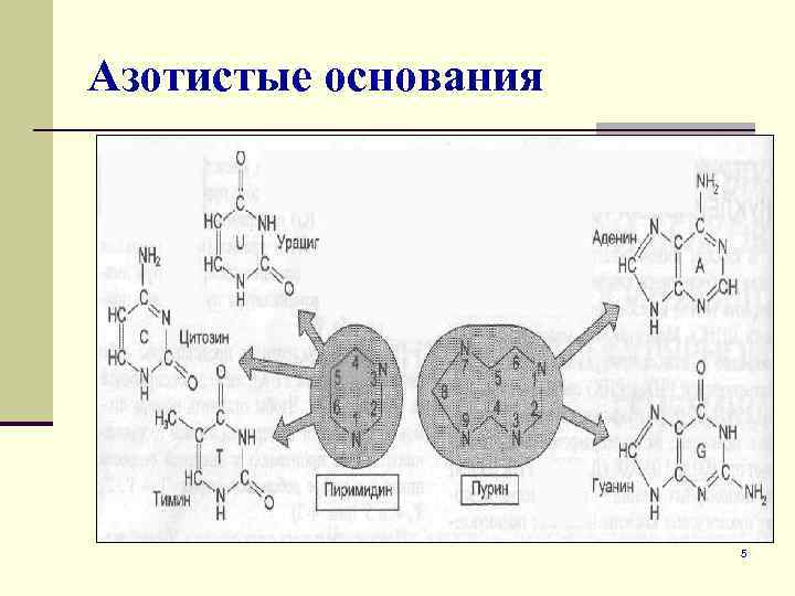 В рнк входит азотистое основание. 5 Азотистых оснований. Азотистые основания РНК формулы. Строение азотистых оснований. Азотистые основания нуклеиновых кислот.