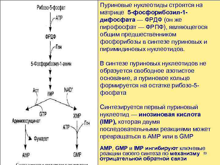 Пуриновыми нуклеотидами являются. Синтез пуринового кольца биохимия. Схема биосинтеза пуриновых нуклеотидов. Схема синтеза пиримидиновых нуклеотидов. Общая схема синтеза и распада пиримидиновых нуклеотидов.