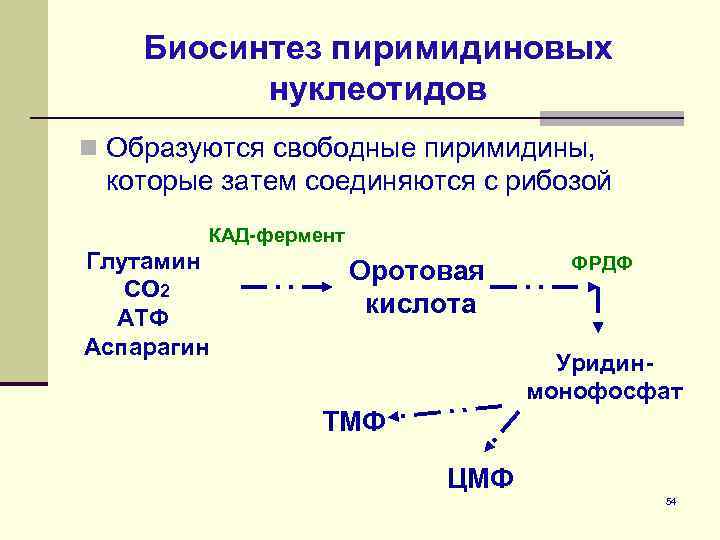 Схема синтеза пиримидиновых нуклеотидов