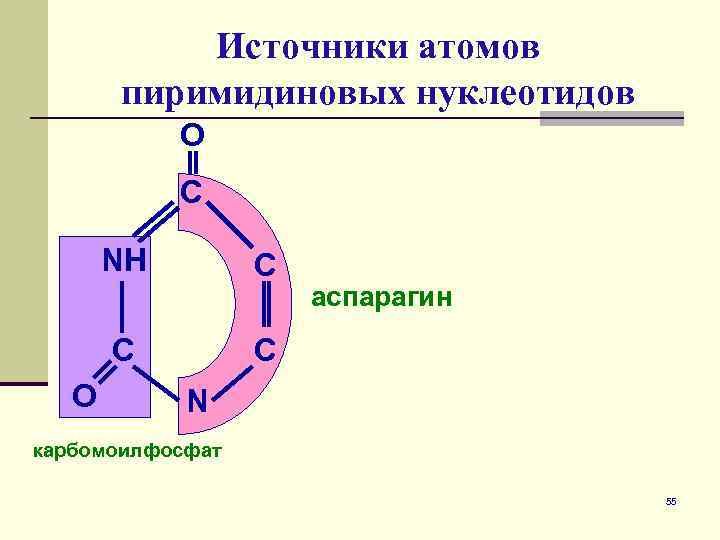 Источники нуклеотидов. Происхождение атомов пиримидинового ядра. Синтез пиримидинового кольца. Источники атомов азота и углерода пиримидинового кольца. Источник синтеза пуриновых нуклеотидов.