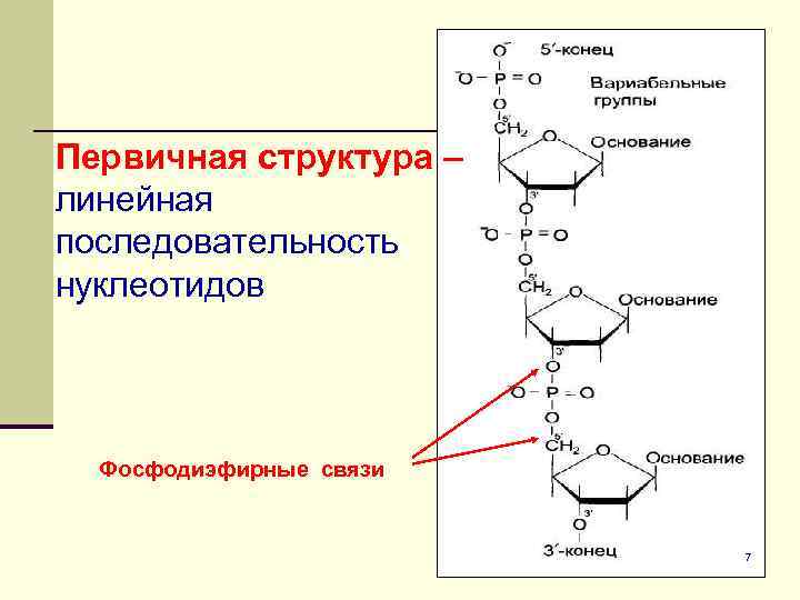 Аминокислоты нуклеотиды первичная вторичная. Строение ДНК фосфодиэфирные связи. Структура ДНК фосфодиэфирные связи. Вторичная структура ДНК фосфодиэфирные связи. Фосфодиэфирная связь между нуклеотидами в ДНК?.