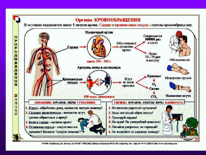 Презентация органы кровообращения 3 класс