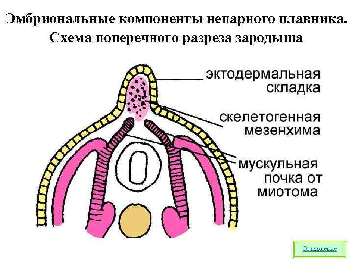 Эмбриональные компоненты непарного плавника. Схема поперечного разреза зародыша Оглавление 