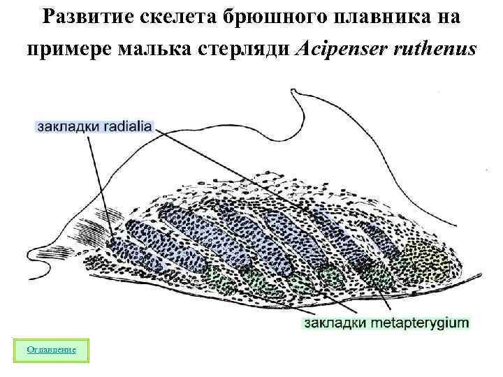 Развитие скелета брюшного плавника на примере малька стерляди Acipenser ruthenus Оглавление 