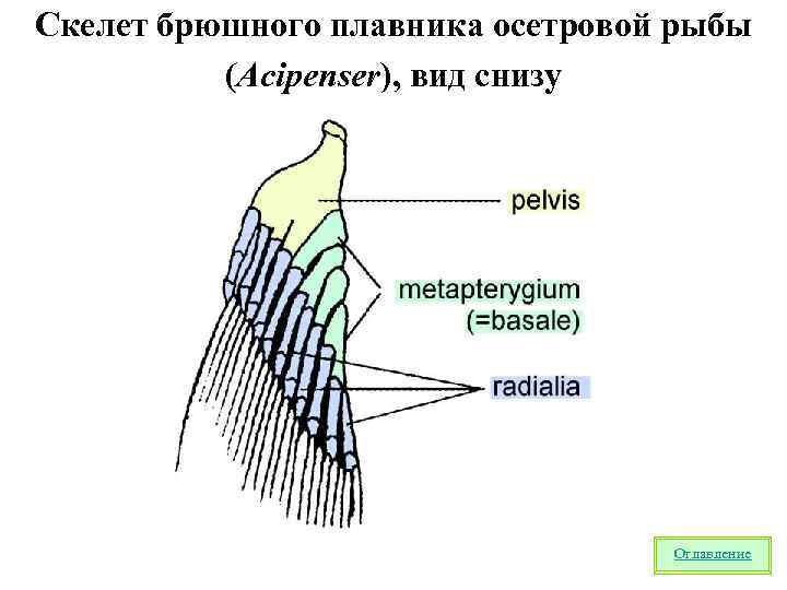 Скелет брюшного плавника осетровой рыбы (Acipenser), вид снизу Оглавление 