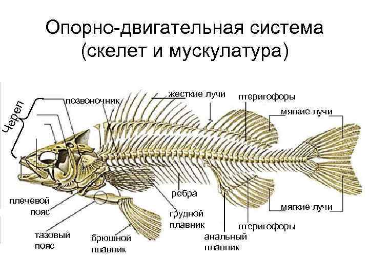 Опорно-двигательная система (скелет и мускулатура) п позвоночник жесткие лучи птеригофоры Чер е мягкие лучи
