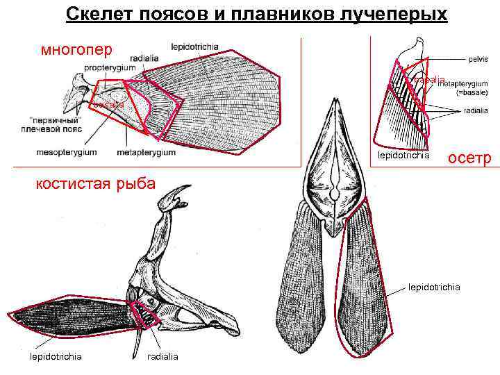 Скелет поясов и плавников лучеперых многопер basalia lepidotrichia осетр костистая рыба lepidotrichia radialia 