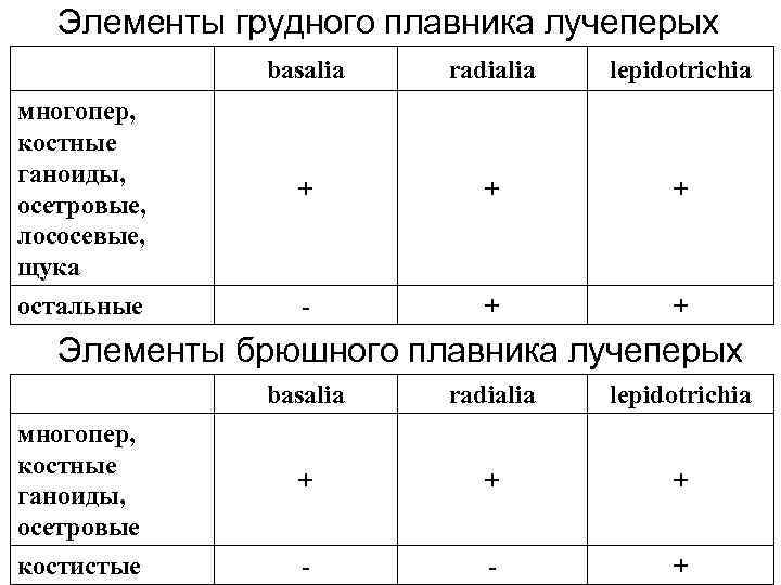 Элементы грудного плавника лучеперых basalia radialia lepidotrichia многопер, костные ганоиды, осетровые, лососевые, щука +