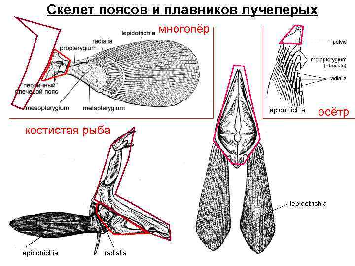 Скелет поясов и плавников лучеперых многопёр lepidotrichia осётр костистая рыба lepidotrichia radialia 