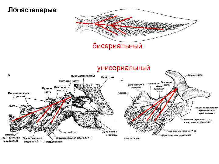 Лопастеперые бисериальный унисериальный 