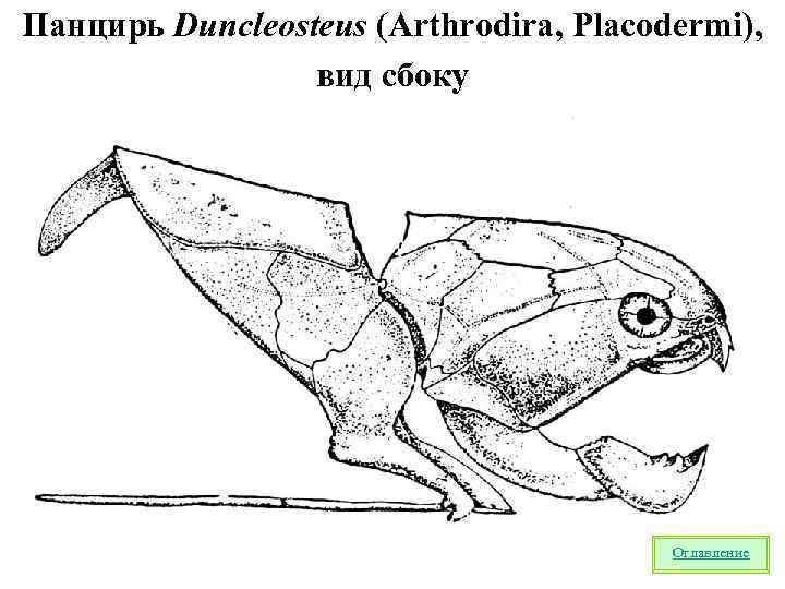 Панцирь Duncleosteus (Arthrodira, Placodermi), вид сбоку Оглавление 