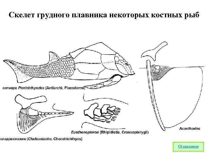 Скелет грудного плавника некоторых костных рыб Оглавление 
