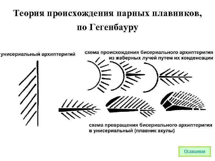 Теория происхождения парных плавников, по Гегенбауру Оглавление 