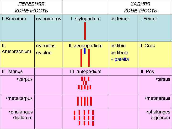 ПЕРЕДНЯЯ КОНЕЧНОСТЬ I. Brachium os humerus II. Antebrachium os radius os ulna III. Manus