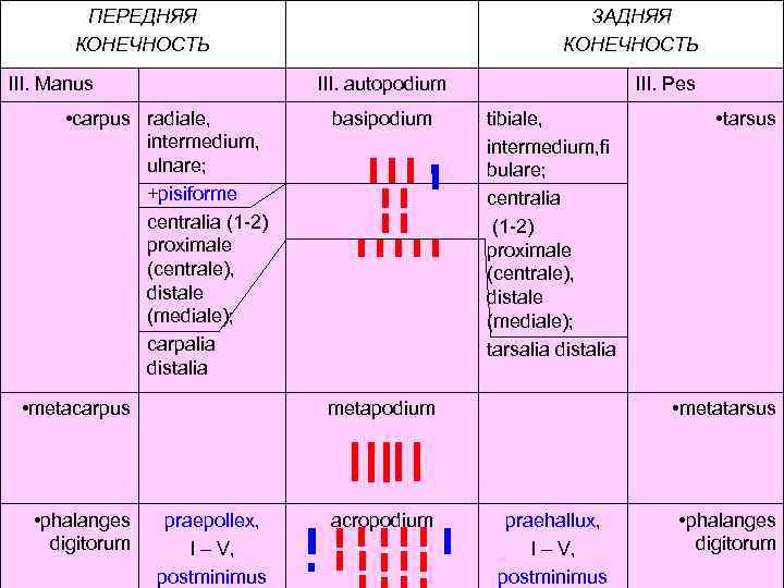 ПЕРЕДНЯЯ КОНЕЧНОСТЬ III. Manus III. autopodium • carpus radiale, intermedium, ulnare; +pisiforme centralia (1
