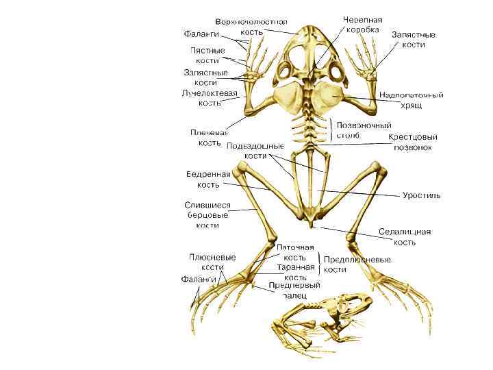 Выберите три верно обозначенные подписи к рисунку на котором изображено строение скелета лягушки