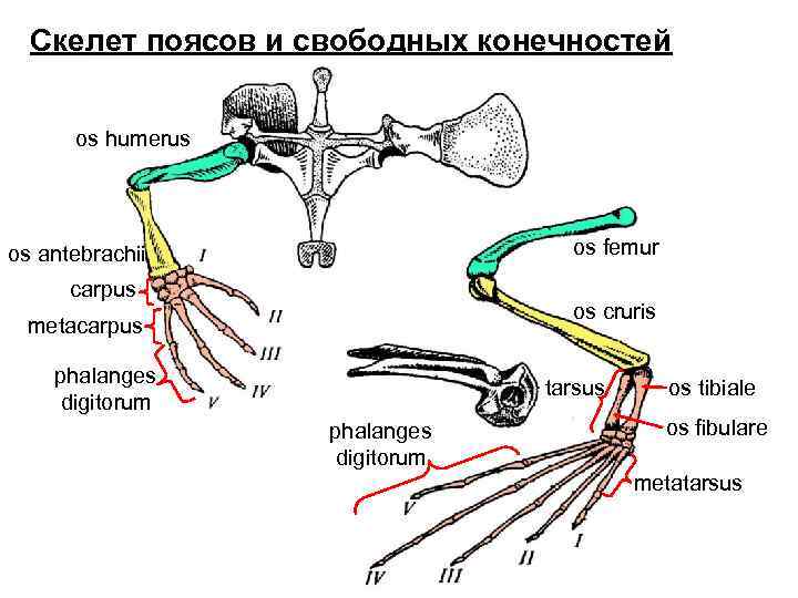 Скелет поясов и свободных конечностей os humerus os femur os antebrachii carpus os cruris