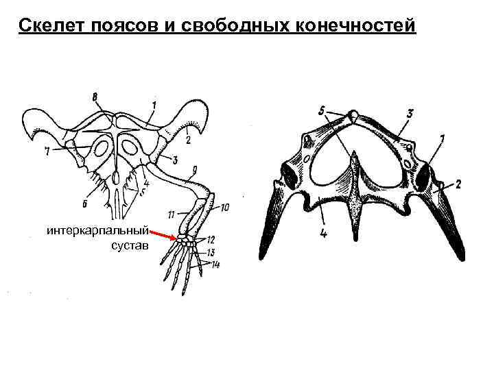 Скелет поясов и свободных конечностей интеркарпальный сустав 