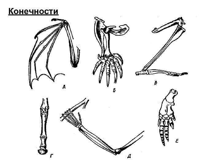 Конечности 