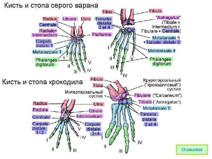 Кисть и стопа серого варана Кисть и стопа крокодила Оглавление 