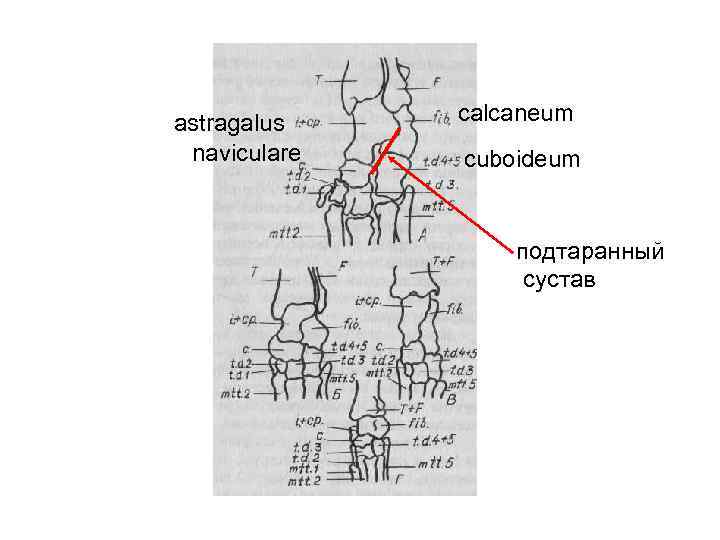 astragalus naviculare calcaneum cuboideum подтаранный сустав 